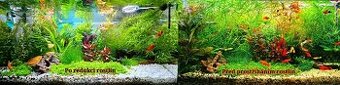 Akvarijní rostliny levně