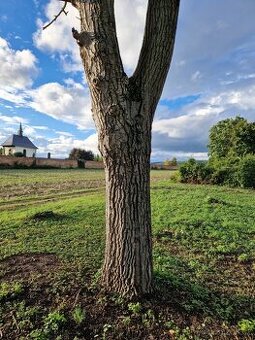 Kmen ořešáku - délka 240cm, průměr kmene cca 65cm