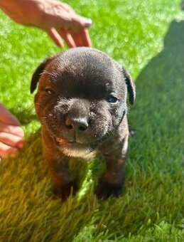 Stafordširský bulteriér