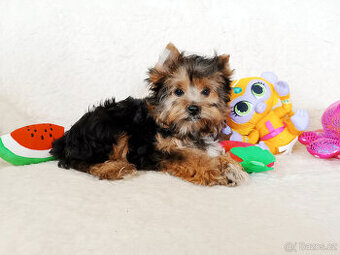 Jorkšírský teriér - pejsek