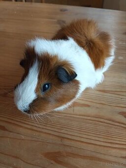 2 morčecí mladí samci nekastrovaní - jen spolu