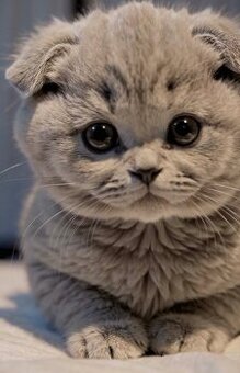 Koťata ❤️❤️❤️