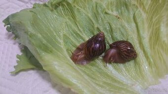Achatina / africký šnek