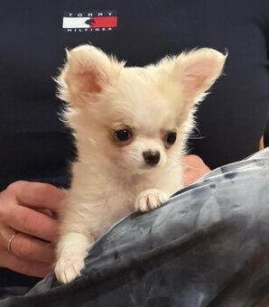 Čivava dlouhosrstá