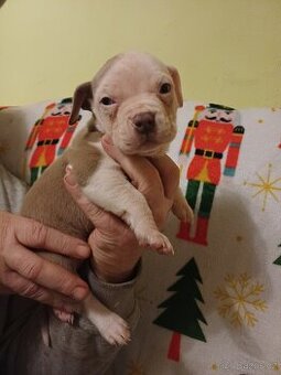American bully xl štěňátka bez PP