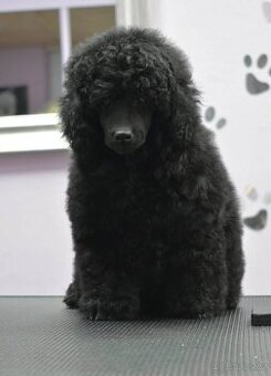 Trpasličí pudl – sameček štěně - 1