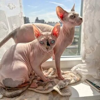 koupím kotě nebo adoptuji kočku sphynx