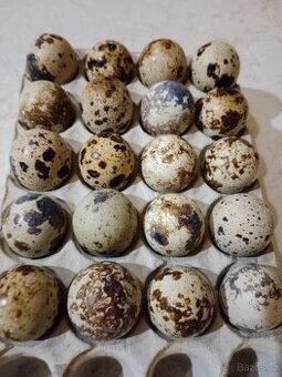 Nasadova vejce krepelky