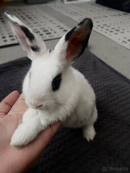 Zakrslý králíček