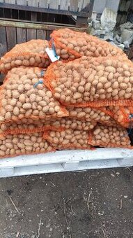 Sadbové brambory Bernina