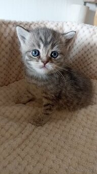 Britská kočička whiskas s PP