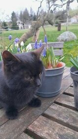Černá kočička - kříženka britské modré