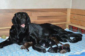 Flat coated retriever štěňata, hnědý a černý pejsek a čená f