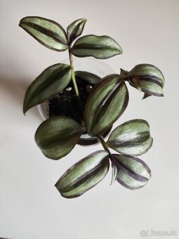 Tradescantia Zebrina - Tři výhony zasazené v substrátu