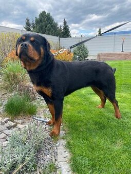 Rotvajler, rottweiler s PP