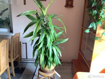 Dracena