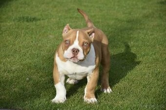 American bully s PP
