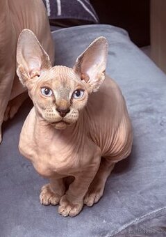 Kanadský Sphynx