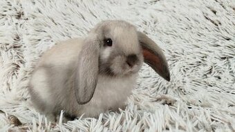 Zakrslý beránek, králíček, králík - REY