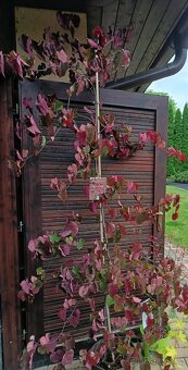 Vrba,trvalky, prunus, cercis