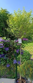 Vrba,trvalky, prunus, cercis