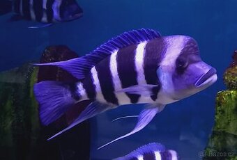 Tanganyika - 1