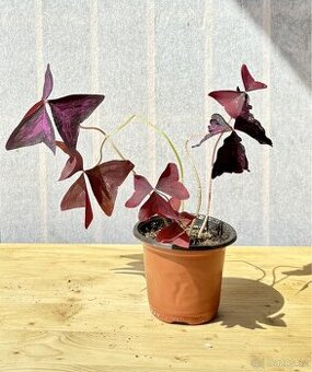 Oxalis triangularis