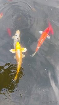 Koi kapr, jeseter, karas
