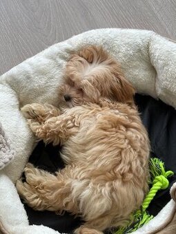 Maltipoo f1