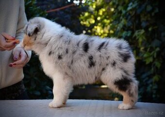 Australský ovčák s PP