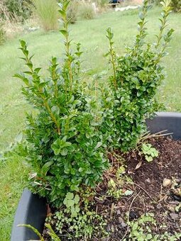 buxus - zimostráz