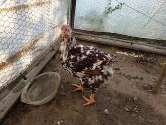 Wyandotka velká zlatá bíle lemovaná, porcelánová