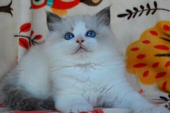 Vánoční kocourek Ragdoll s PP