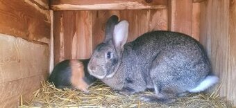 Samice králíků na chov
