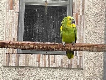 Amazoňan modročelý xanthopteryx - 1