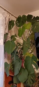 Monstera velka