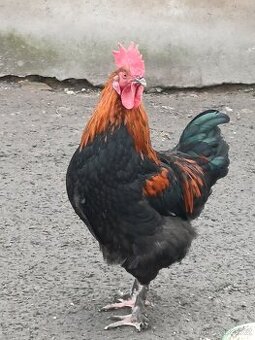 Kohout Maranska měděnokrká