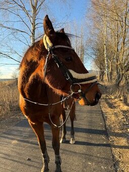 Spěchá: 6letý valach A1/1