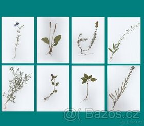 Vylisované rostliny s kořeny do hebáře od 22 Kč