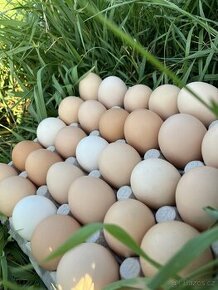 Domácí vajíčka z pastvy