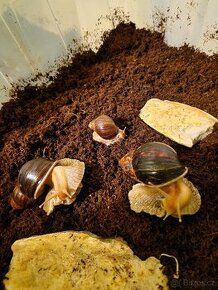 Afričtí šneci - Achatina Fulica