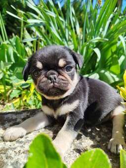 Mops