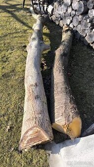 Třešeň a ořech - 1