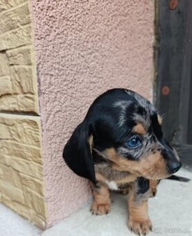 Jezevčík trpaslici čierny, merle,izabela