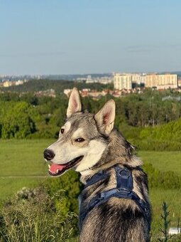 Nabídka krytí - 1