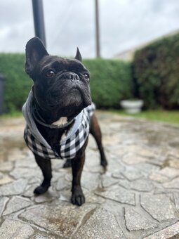 Krytí