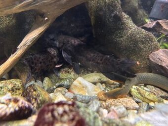 Prodám akvarijní rybky - bichir, pancéřníček