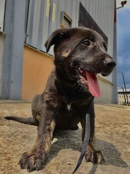 Fenka - Nemecky Ovčák