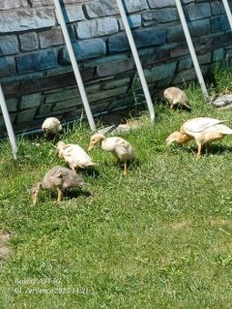Indický běžec- PROZATÍM V REZERVACI