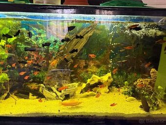 Akvarijni rybicky